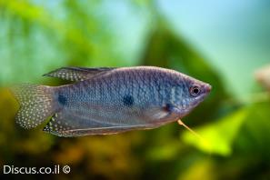 גורמי שלוש נקודות