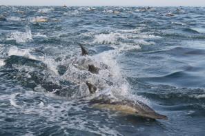 דולפין מצוי