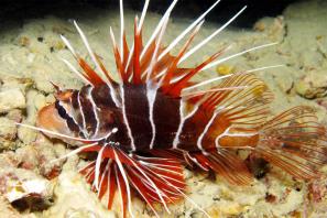 זהרון מקרין