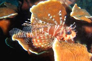 זהורית מצויה