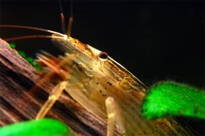 שרימפס במבוק