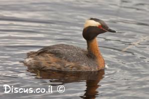 טבלן לבן לחיים