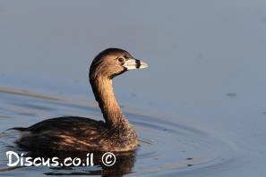 טבלן עקוד מקור