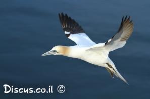 סולה צפונית
