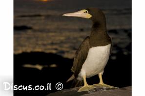 סולה לבנת בטן