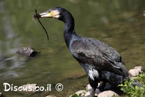 קורמורן גדול