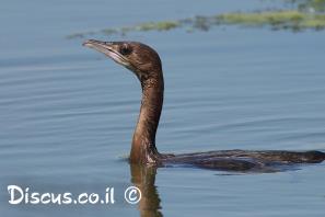 קורמורן גמדי