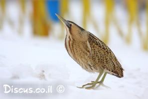 אנפה מסורטטת