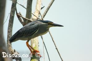 אנפית המנגרובים