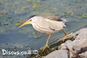 אנפית גמדית