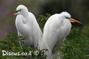 לבנית גדולה