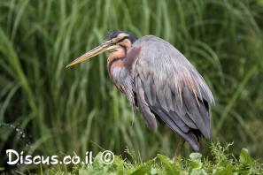 אנפה ארגמנית