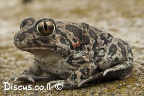 חפרית עין החתול