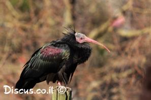 מגלן מצוייץ