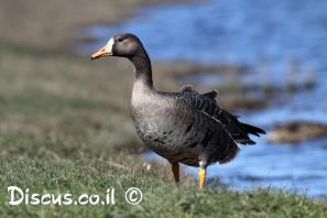 אווז לבן מצח