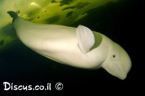 לוויתן לבנתן