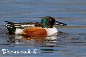 מרית צפונית