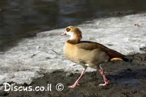 יאורית מצרית