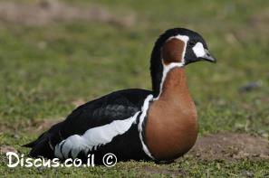 ברנטה אדומת חזה
