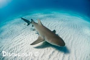 כריש לימוני