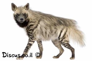 צבוע מפוספס