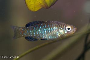 נאווית כחולה