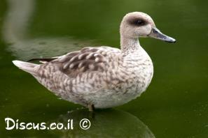 ברווז משויש