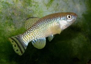 נאווית המלחות