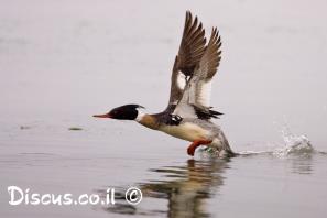 מרגון בינוני