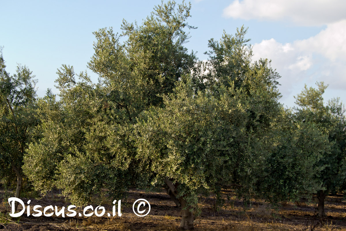 זית אירופי