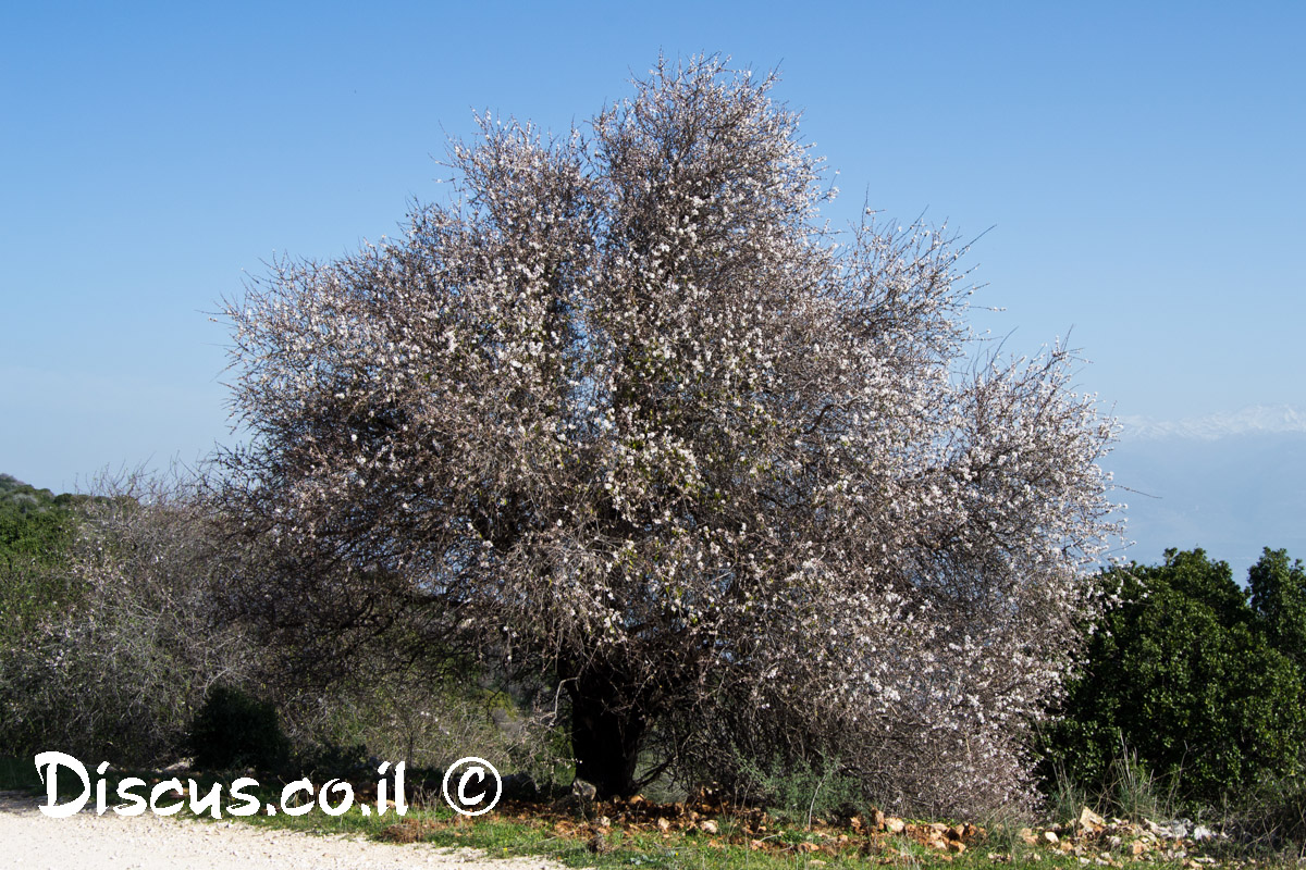 שקד מצוי