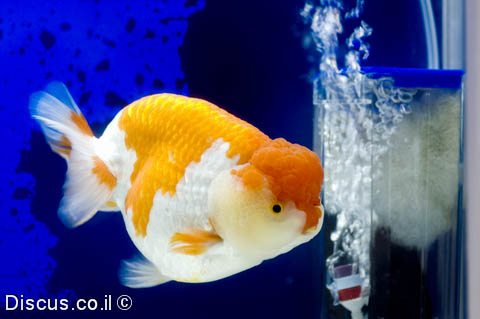 Thumbnail image for images/דגי-זהב/Ranchu.jpg