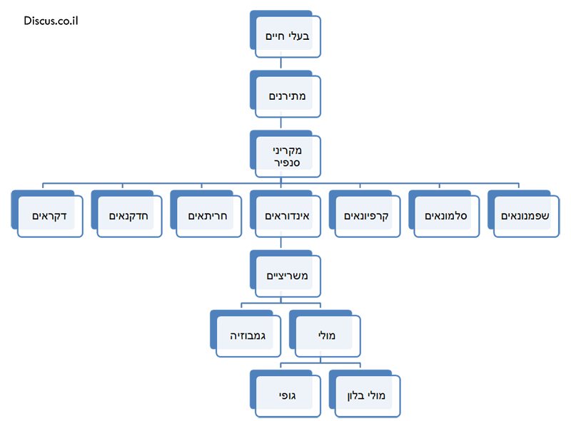 דוגמא לעץ סיווג