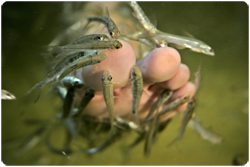 עגלסת הנחלים