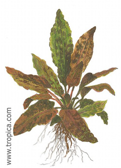 cryptocoryne wendtii