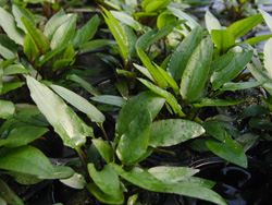 cryptocoryne walkerii