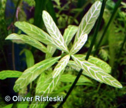 Hygrophila Polysperma 'rosae australis'